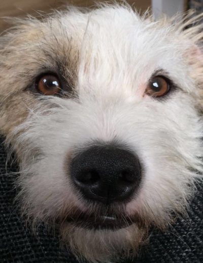 Alle Planet dog im Blick