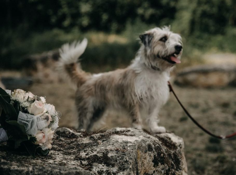 Hochzeit mit Hund – ein Erfahrungsbericht über das Heiraten mit Hund