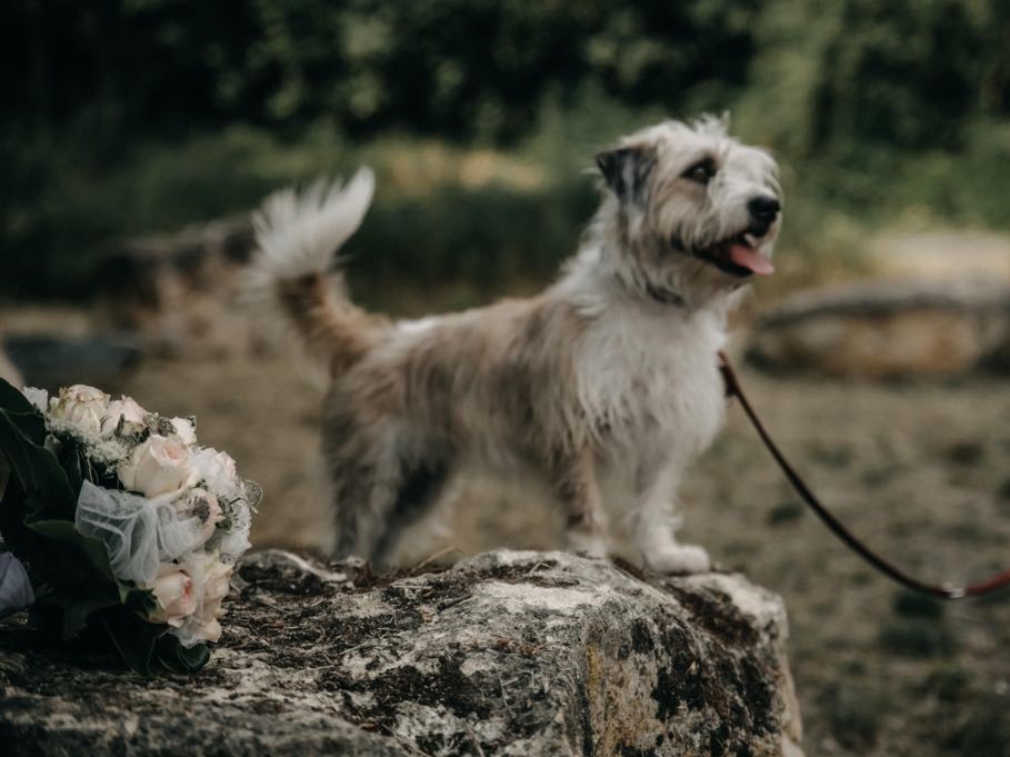 Hochzeit mit Hund – ein Erfahrungsbericht über das Heiraten mit Hund