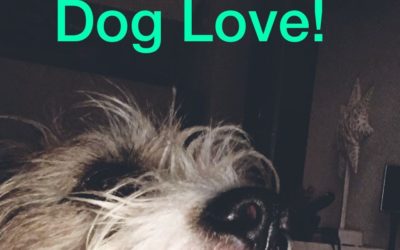 Hundefans aufgepass: Heute ist Welthundetag 10.10.2018