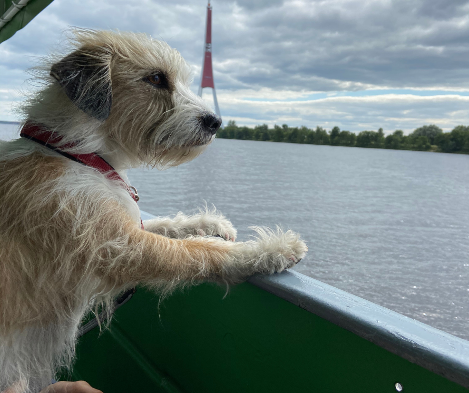 Hund im Urlaub Schiff